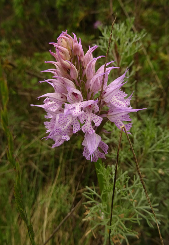 Neotinea tridentata - Cadine (TN)